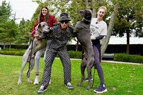 How To Manage Your Dogs On A Leash, TODAY!!