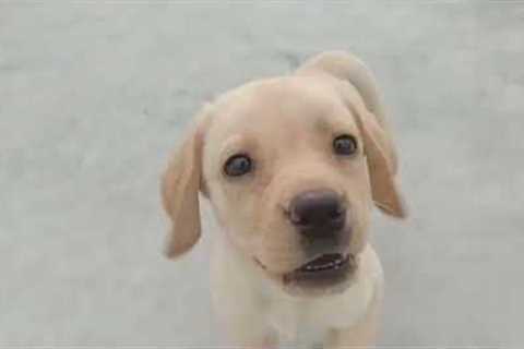 Labrador Puppy Learning and Performing Training Commands | Dog Showing All Training Skills