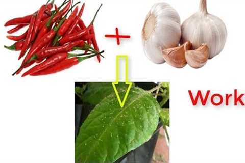 Natural Pesticide of Garlic and Chili Work?  ( Review with Experiment)