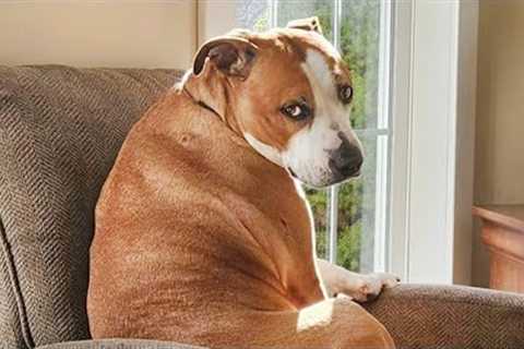 Funny Dogs And Cats Videos 2024 😅 Best Funniest Animal Videos of May