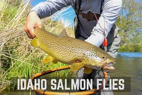 Fly Fishing Idaho: Incredible Salmon Fly Hatch!