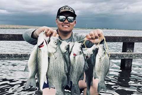 Giant Whitebass Roam this Flooded Bridge in Devils Lake, North Dakota