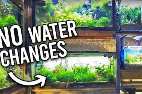Natural ﻿Tropical Fish Store Reveals Secrets to NO Water Changes