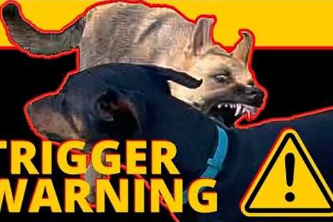 The Best Medicine is EXPOSURE! - How to Use Triggers in order to build Confidence and a Calmer Dog