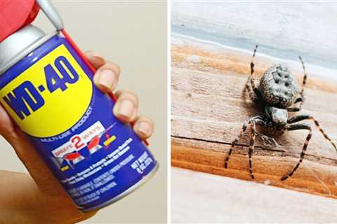 Can WD-40 Keep Spiders and Ants Away? An Expert Weighs In