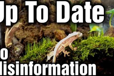 Crested Gecko Care Guide 2024