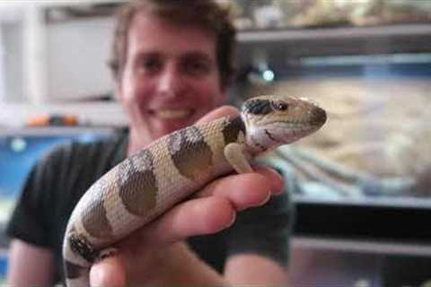 Buying &amp; Selling Reptiles In Australia!