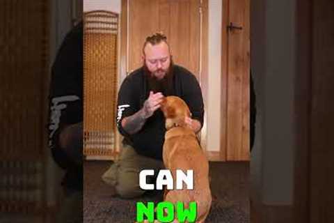 Stop Puppy Biting Right Now #dogtraining