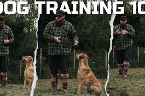 DOG TRAINING 101: How To Teach The Basics