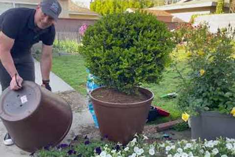 Upgrade Your Containers with this Inexpensive Idea | Gardening with the Williams'