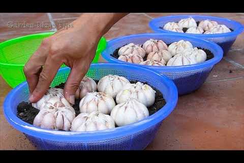FULLTIME: How to grow Garlic and Purple Onions on Balcony, Gardening Tips at Home
