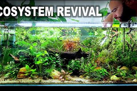 Bringing My Ecosystem Aquarium Back To Life!! (NO WATER CHANGE)