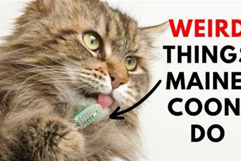 15 Weird Things Maine Coon Do