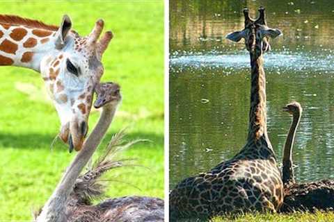 10 Cute And Unusual Animal Friendships