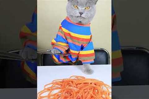 Oddly Satisfying Video To Reduce Your Stress😴😺| Cat TikTok Challenge #funnycat #catsoftiktok..