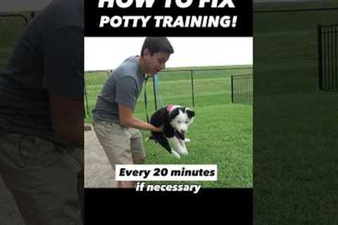 How to Fix Potty Training in 15 Seconds! 🤯 It’s That Easy!! #dogtrainer #puppytraining #dogtraining