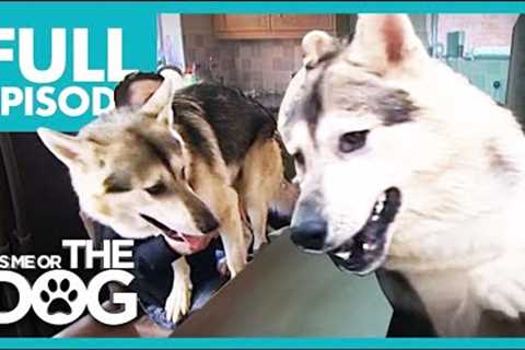 Wannabee Wolves Cause Major Destruction😱 | Full Episode | It's Me or the Dog