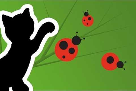 Cat Games App - Catch The Lady Bug Video (for cats only)