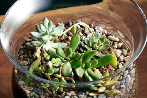 How To Make a Terrarium