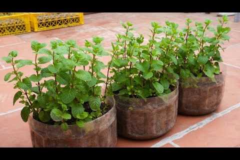 TIMELAPSE: Useful Gardening Tips Plant Vegetables on Balcony for Beginners