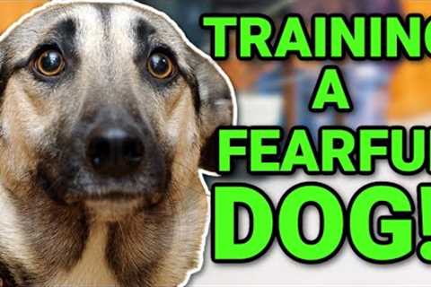 THE BEST WAY TO TRAIN A FEARFUL/NERVOUS DOG!