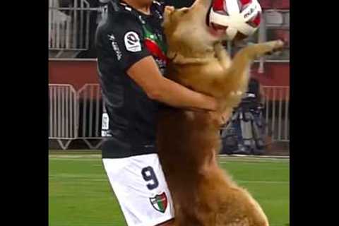 Rare Moments with Animals 🤯 #9