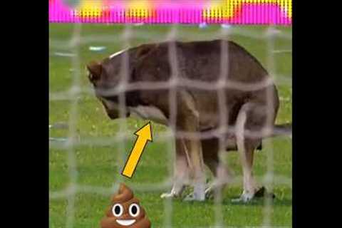 Rare Moments with Animals 🤯 #10