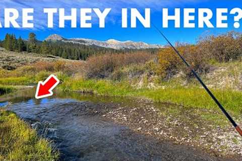 Hunting for Native Trout in a Meandering Mountain Creek (Tenkara Fly Fishing)