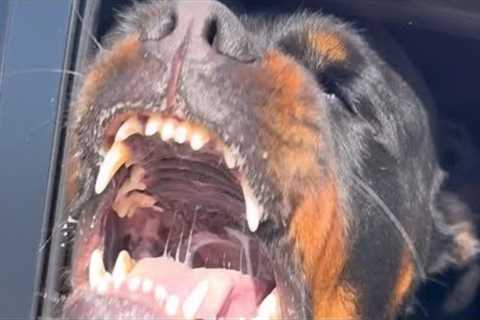 Teaching A Powerful Rottweiler Some Manners.