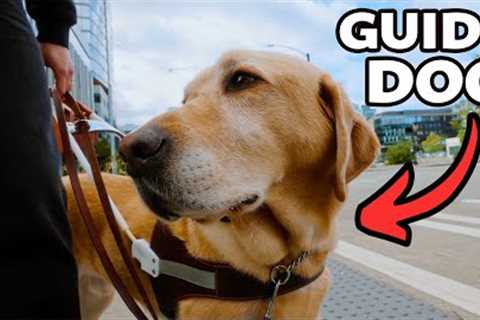My guide dog SAVED MY LIFE