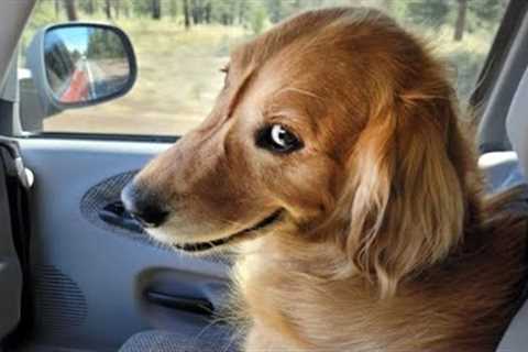 The world’s FUNNIEST DOGS 2024 are here! 🤣🤣🐶 Funniest Animal Videos