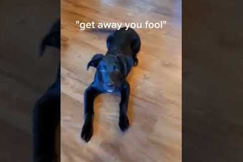 Lizards and Dogs are the same!?! #dog #puppy #monitorlizard #reptiles #pets