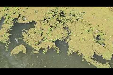 WTH is causing this!!! Fish dying at Clearlake ca.#basslake #lake