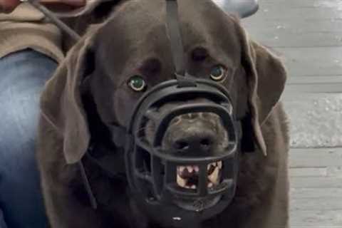 Training A Dog Everyone Said Was Impossible To Train.