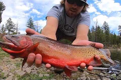 Fly Fishing the PRETTIEST Cutthroat Trout I’ve Seen!!
