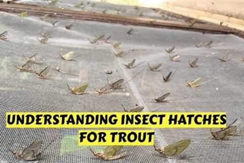 Learn Basics of Insect Hatches for Trout Fishing
