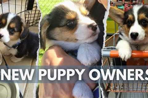First Things You Need To Do to Successfully Train Your Puppy