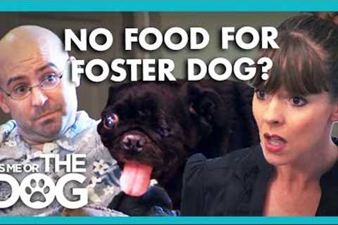 Victoria Storms Out During Fight About Foster Pug | It's Me or the Dog
