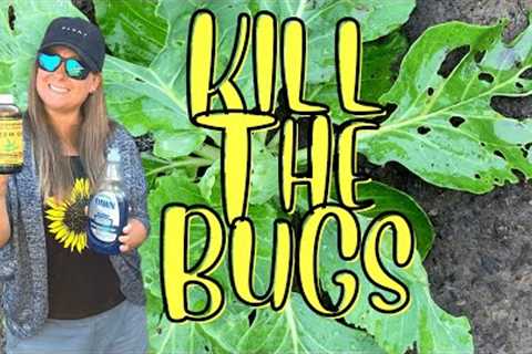 What Garden Bugs are Eating My Plant Leaves? | DIY Bug Killer Mix