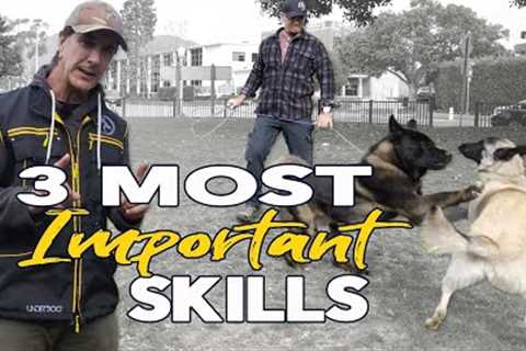 3 Most Important Commands to Teach  Your Dog