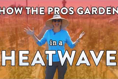 6 Tips for Gardening in HOT Weather