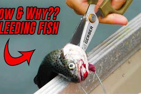 HOW To Bleed A Fish &amp; WHY You Bleed A Fish.