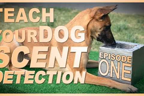 How to Teach Your Dog Scent Detection. Episode 1