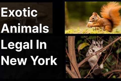 Exotic Pets Legal in NY Revealed! - Unlock the Secrets