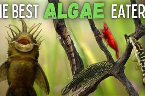 The Best Algae Eaters for Your Aquarium!