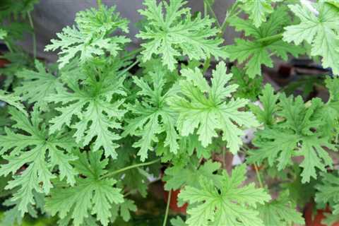 14 Plants That Repel Mosquitoes