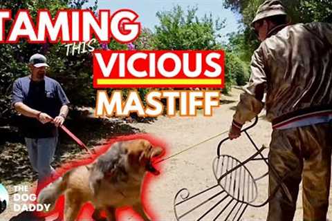 Training My Biggest Challenge Yet / 200lb Tibetan Mastiff - The Dog Daddy