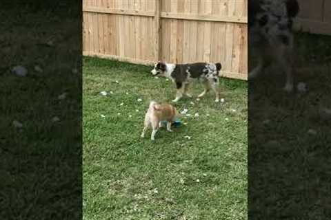Shiba inu puppy has learned how to beg. Day in the Life of a Patent Lawyer (2022)