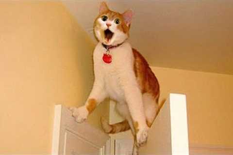Can't Stop Laughing! Best Funny Cat Videos 2024