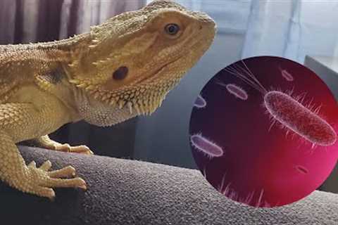 Truth Behind The Bearded Dragon Salmonella Outbreak